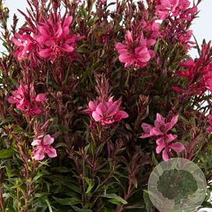 Gaura l. Gaudi Red GM P9