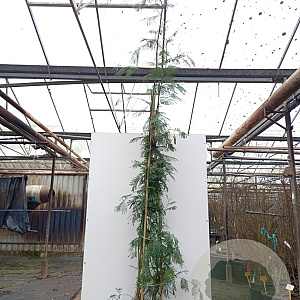 Acacia dealbata 200-250 cm 20L