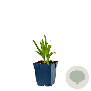 Agapanthus afr. 'Albus' GM  P11