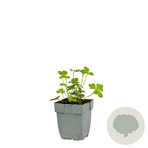 Anemone leveillei GM  P11