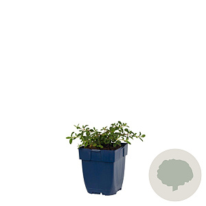 Cistus obtusifolius GM  P11