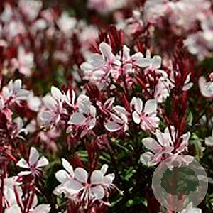 Gaura l. Gaudi Light Pink GM  P11