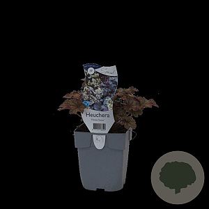 Heuchera 'Flores Snow' GM  P11