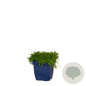 Isotoma fluviatilis 'Alba' GM  P11