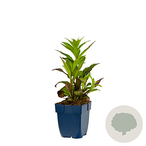 Lobelia s. 'Fan Scharlach' GM  P11