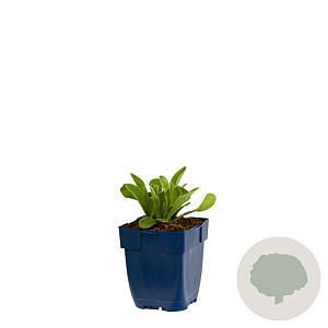 Lychnis chalc. 'Alba' GM  P11