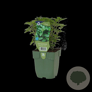 Mentha piperita 'Lemon' GM  P11