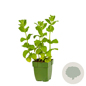 Mentha suaveolens GM  P11