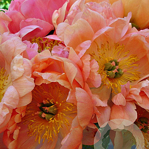 Paeonia (LD) 'Coral Sunset' GM  P11