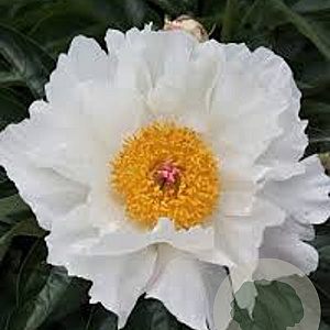 Paeonia (L) 'Krinkled White' GM  P11