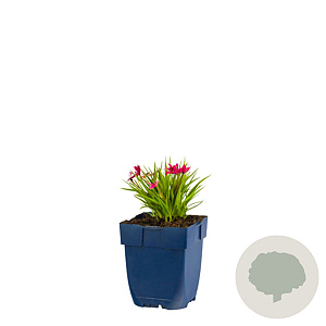 Rhodoxis Fairytale GM  P11