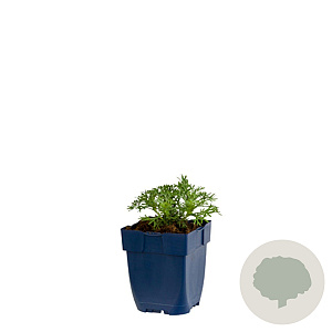 Rhodanthemum 'Marrakech' GM  P11