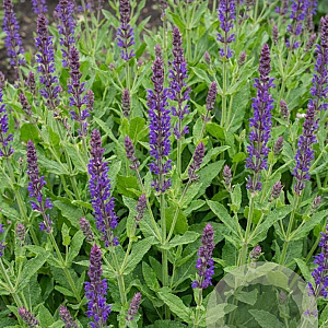 Salvia sylv. 'Balsalarv' GM  P11