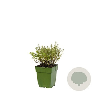 Thymus v. 'Silver Posie' GM  P11