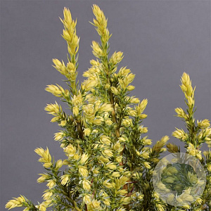 Juniperus pingii 'Hulsdonk Yellow' 25-30 cm 3,5L