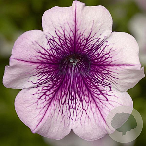 Petunia Famous Rose Veins GM hangpot 23cm