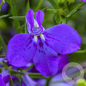 Lobelia e. Techno Blue GM P12