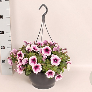 Hangpotten 23 cm Petunia Rose Vein GM P23