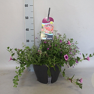 Hangpotten 27 waterreservoir mix 03 Paarse mix GM P27