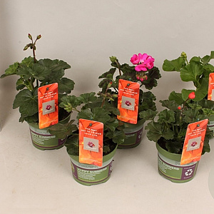 Pelargonium Calliope Divers (+steeketiket) GM P12