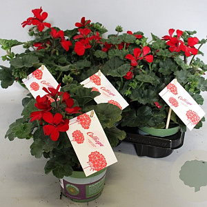 Pelargonium Calliope landscape Fire (+steeketiket) GM P12