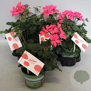 Pelargonium Calliope landscape Rose (+steeketiket) GM P12
