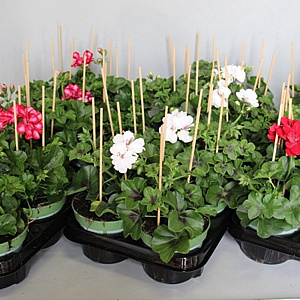 Pelargonium peltatum Divers GM P12