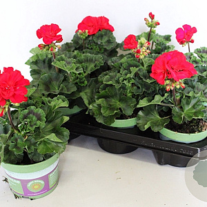 Pelargonium zonale Bernd (Red) GM P12