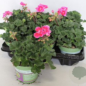 Pelargonium zonale Tammo (Rose with Eye) GM P12
