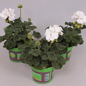 Pelargonium zonale White GM P12