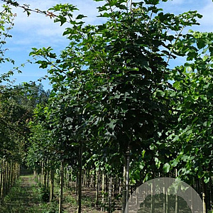 Acer pseud. 'Wilhelmina' 200-250 cm draadkluit meerstammig 160-180 cm diameter