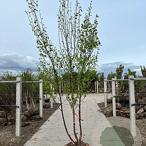 Betula albosin. 'Fascination' 175-200 cm draadkluit meerstammig 200-250 diameter
