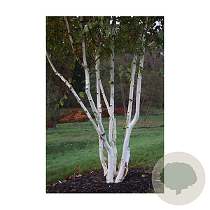 Betula utilis 'Grayswood Ghost' 250-300 cm draadkluit meerstammig 350-400 diameter