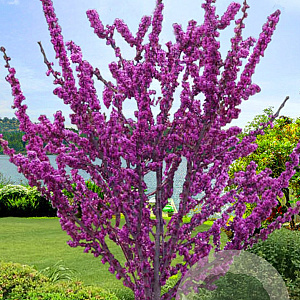 Cercis glabra 250-300 cm draadkluit meerstammig 350-400 diameter