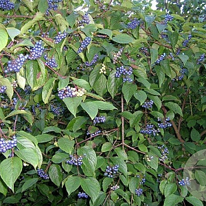 Cornus amomum 'Blue Cloud' 250-300 cm draadkluit struik 175-200 diameter