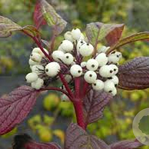 Cornus alba 'Siberian Pearls' 250-300 cm draadkluit struik 175-200 diameter