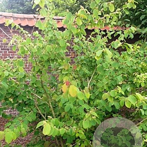 Corylopsis sinensis 250-300 cm draadkluit struik 175-200 diameter