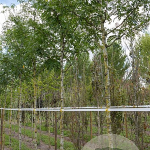Gleditsia triacanthos inermis 250-300 cm draadkluit meerstammig 350-400 diameter