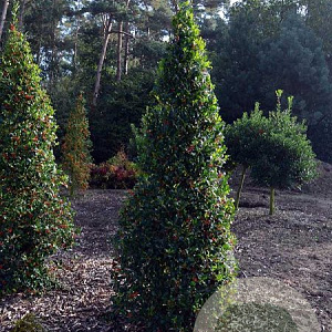 Ilex aq. 'Pyramidalis' 250-300 cm draadkluit struik 175-200 diameter