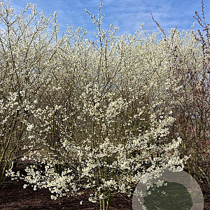 Prunus incisa 'Fujiyama' 250-300 cm draadkluit struik 175-200 diameter