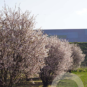 Prunus incisa 'Kojou-no-mai' 250-300 cm draadkluit struik 175-200 diameter