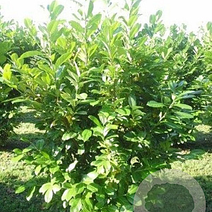 Prunus laurocerasus 250-300 cm draadkluit struik 175-200 diameter