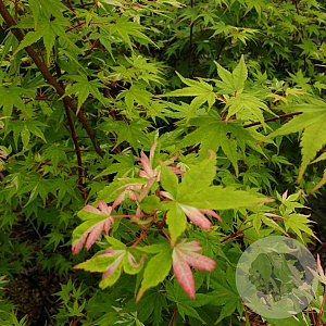 Acer pal. 'Oridono-nishiki' 175-200 cm 20L