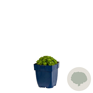 Saxifraga (A) 'Purpurmantel' GM  P11