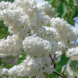 Syringa v. 'Excellent' 250-300 cm draadkluit struik 175-200 diameter