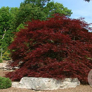 Acer pal. 'Red Dragon' 90 cm stam 20L