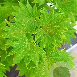 Acer shirasawanum 'Aureum' 160 cm stam 50L