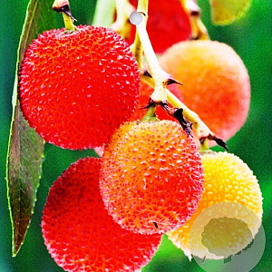 Arbutus unguicularis 'Rubra' 100-125 cm 20L