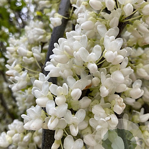 Cercis can. 'Royal White' 250-300 cm cont. 130L