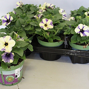 Petunia Blueberry Sky GM P12